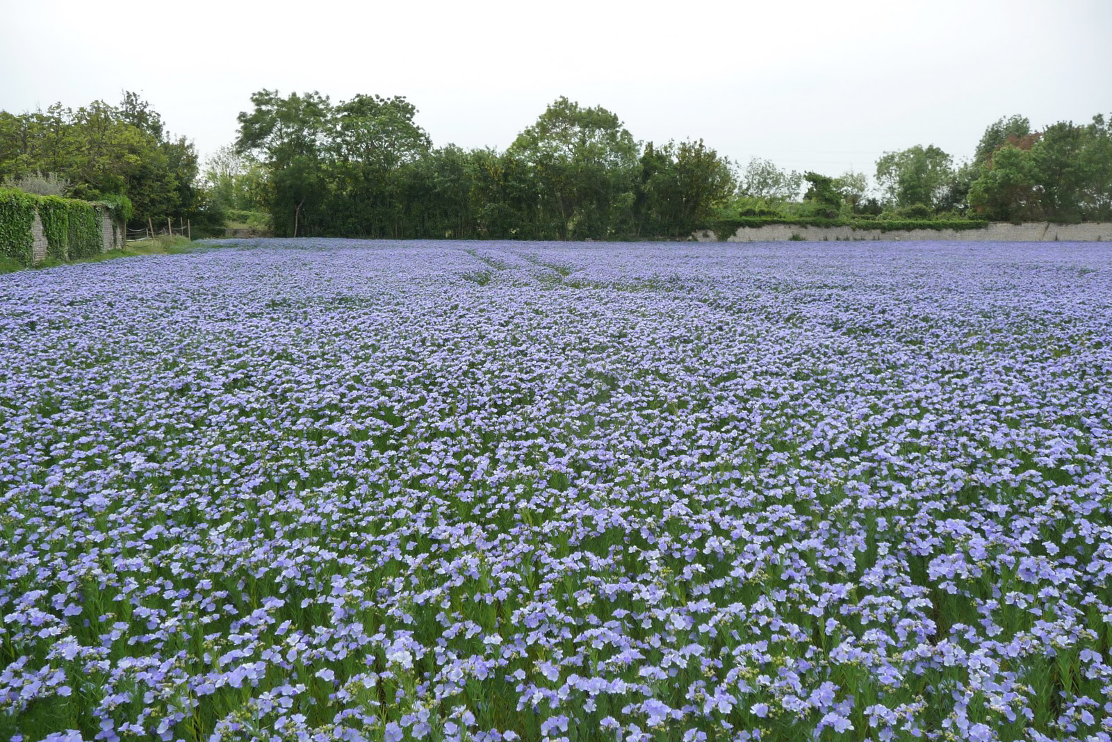 European Flax Linen—Responsible Cultivation, Superior Know-How